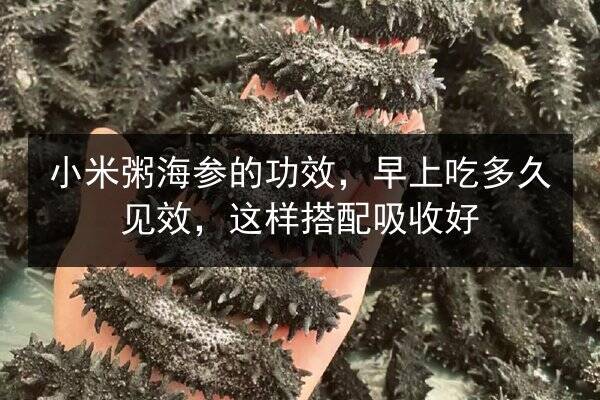小米粥海参的功效,早上吃多久见效,这样搭配吸收好