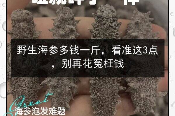 野生海参多钱一斤,看准这3点,别再花冤枉钱