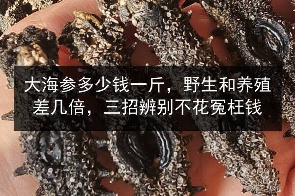 大海参多少钱一斤,野生和养殖差几倍,三招辨别不花冤枉钱