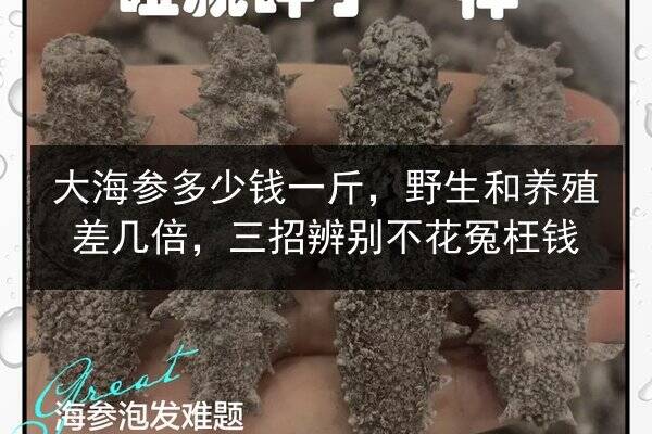 大海参多少钱一斤,野生和养殖差几倍,三招辨别不花冤枉钱