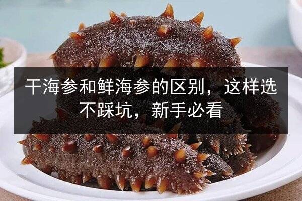 干海参和鲜海参的区别,这样选不踩坑,新手必看