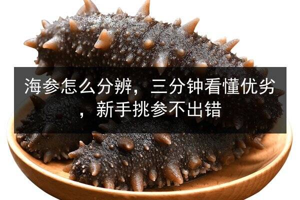 海参怎么分辨,三分钟看懂优劣,新手挑参不出错