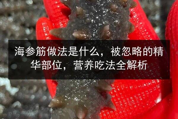 海参筋做法是什么,被忽略的精华部位,营养吃法全解析