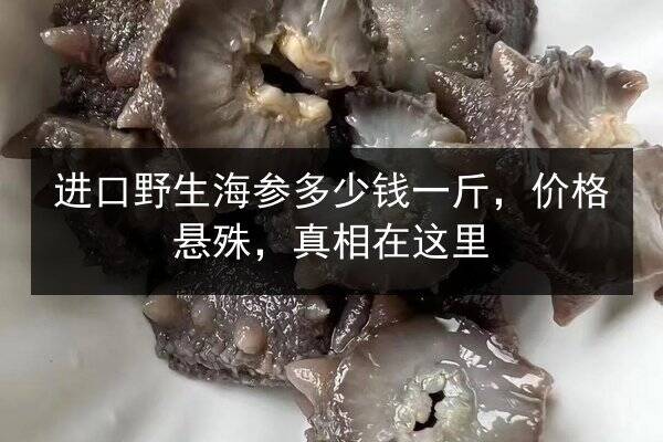 进口野生海参多少钱一斤，价格悬殊，真相在这里