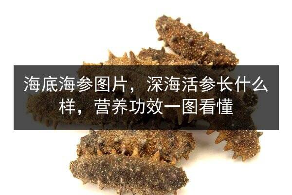 海底海参图片,深海活参长什么样,营养功效一图看懂