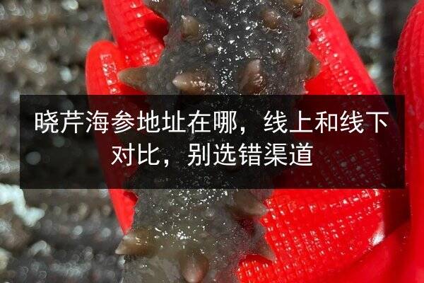 晓芹海参地址在哪,线上和线下对比,别选错渠道