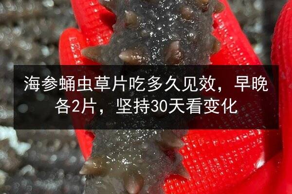 海参蛹虫草片吃多久见效，早晚各2片，坚持30天看变化