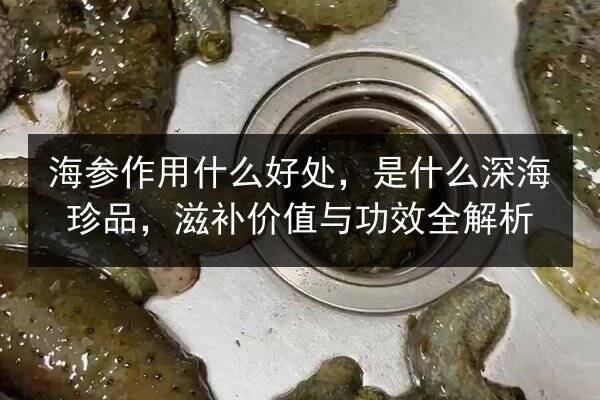 海参作用什么好处，是什么深海珍品，滋补价值与功效全解析