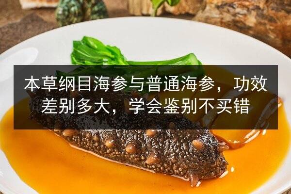 本草纲目海参与普通海参，功效差别多大，学会鉴别不买错