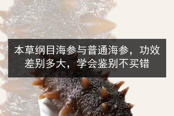 本草纲目海参与普通海参，功效差别多大，学会鉴别不买错