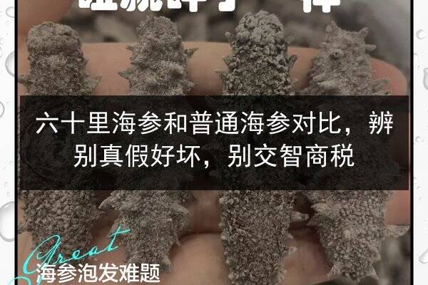 六十里海参和普通海参对比,辨别真假好坏,别交智商税