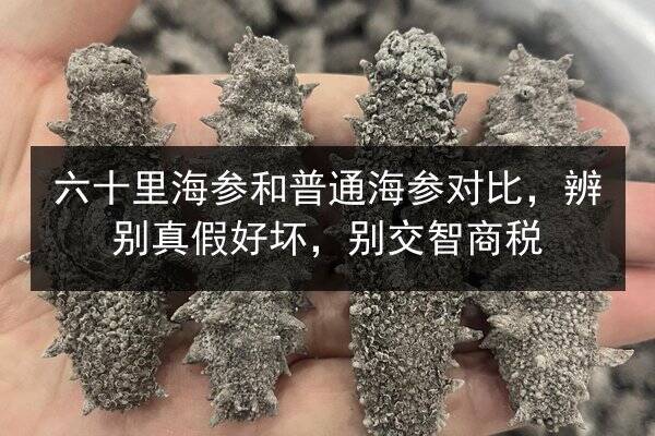 六十里海参和普通海参对比,辨别真假好坏,别交智商税