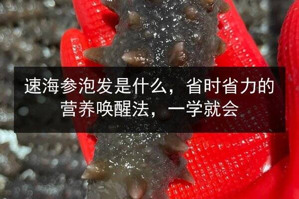 速海参泡发是什么,省时省力的营养唤醒法,一学就会
