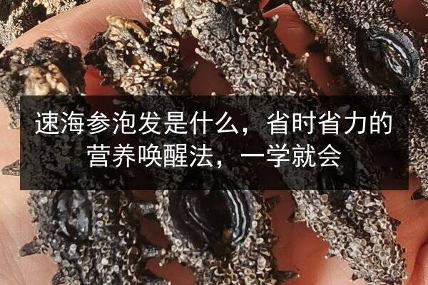 速海参泡发是什么,省时省力的营养唤醒法,一学就会