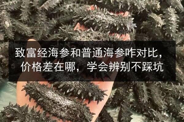 致富经海参和普通海参咋对比,价格差在哪,学会辨别不踩坑