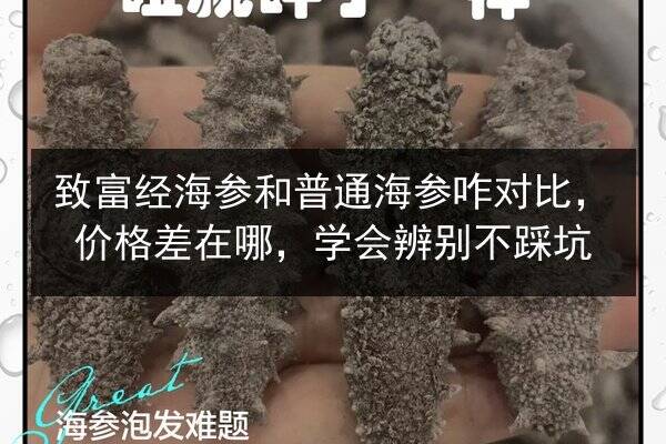 致富经海参和普通海参咋对比,价格差在哪,学会辨别不踩坑