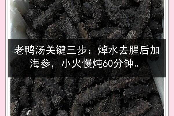 老鸭汤关键三步：焯水去腥后加海参，小火慢炖60分钟。
